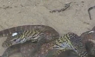 7 con rồng Komodo hiếm chào đời ở Indonesia