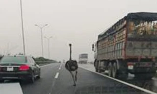 Đà điểu ‘đua’ xế hộp trên cao tốc Cầu Giẽ - Ninh Bình