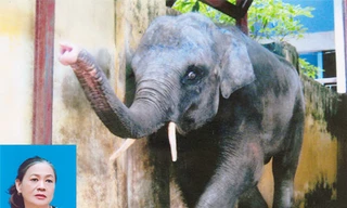 Mẹ Hà và con Bun năm 2009: Cân đối, đầu tròn, vai nở, lưng cong, cằm đẹp, giá đuôi dài thêm 25 phân thì hoàn hảo