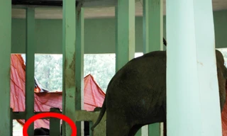 Voi đực 25 tuổi chết trong Vườn thú Thủ Lệ