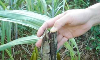 Cao su chết rét còn khô gốc Ảnh: N.H