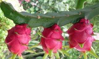 Chữa rôm sẩy bằng quả thanh long