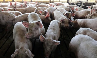Nguy cơ xâm nhiễm đại dịch lợn nhập lậu từ Trung Quốc