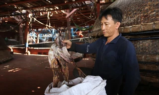 Mực khô ế ẩm, ngư dân khốn khó 