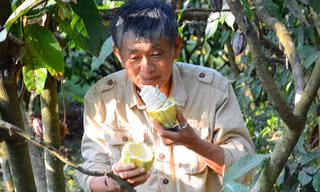 Ngọt thơm ca cao Đồi Đá
