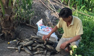 Cá của người dân phường Thuận An (thị xã Long Mỹ) bị chết hàng loạt do nước bị ô nhiễm