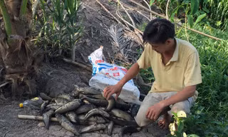 Cá của người dân phường Thuận An (thị xã Long Mỹ) bị chết hàng loạt do nước bị ô nhiễm