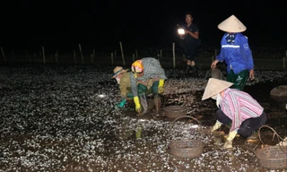 Ngao chết trắng bãi