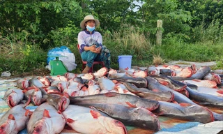Cá tra bán bên lề đường ở Kiên Giang Ảnh: CK