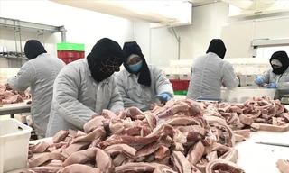 Dự kiến vào đầu quý IV/2020, nguồn cung thịt lợn mới đáp ứng được nhu cầu tiêu dùng trong. Ảnh: Bình Phương