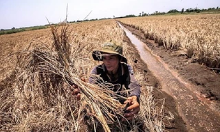 Cảnh báo kỷ lục xâm nhập mặn xuất hiện trong tháng 3