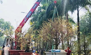 Nhà vườn cẩu mai tiền tỷ bán Tết