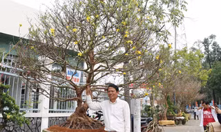 Thêm cây mai hơn 100 tuổi giá 2 tỷ xuất hiện ở chợ Tết Cần Thơ