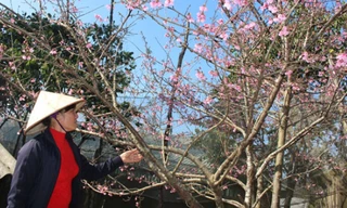 Người dân bán cành đào Tết tại Mộc Châu,Sơn La dịp tết 2019 