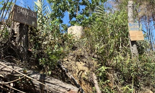 Nhiều bảng quảng cáo bán đất tại rừng thông vừa bị phá 