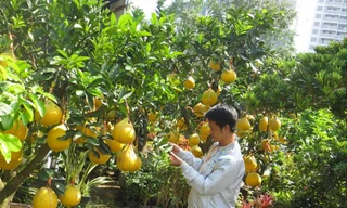 Những cây bưởi Diễn trái lúc lỉu trên đường Mai Chí Thọ (Q.2) được nhà vườn chăm sóc cẩn thận. Ảnh: U.P 