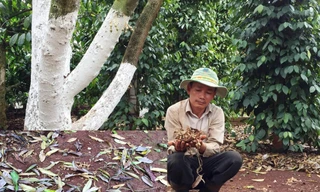 Vườn sầu riêng của nông dân bị khoét ở giữa thân để bơm thuốc độc 