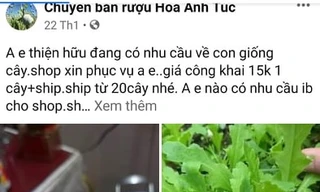 Rao bán công khai giống cây thuốc phiện