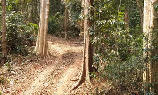 Con đường được cho là do lâm tặc khai thông còn in vết bánh xe ô tô, nhưng Thượng tá Nguyễn Hữu Trung nói rằng đó là đường dân đi làm rẫy