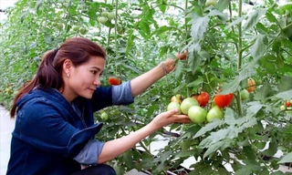 Chị Lê Thị Vân bên mô hình cà chua công nghệ cao ẢNH: NVCC 