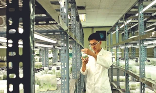 TS. Hồ Thanh Tâm trong phòng thí nghiệm Ảnh: NVCC