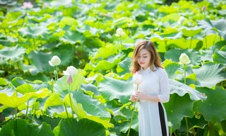 Sen Tây Hồ nở rộ, đẹp lung linh níu chân du khách