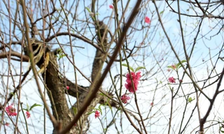 Cận cảnh những bông đào bung nở sớm khoe sắc trên vườn hoa Nhật Tân