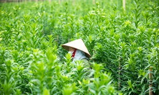 Người trồng hoa Hà Nội lâm cảnh 'hoa cười người khóc'