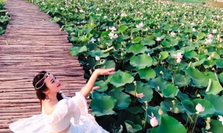 Đầm sen nở rộ dưới chân núi Ngọa Long