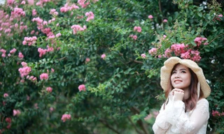 Cuối tuần check in con đường hoa tường vy đẹp như mơ giữa lòng Hà Nội