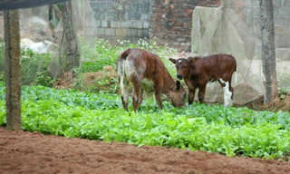 Nuốt nước mắt để kệ cho bò ăn rau xanh sau Tết