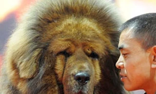 Loài chó triệu đô xuất hiện ở Hà Nội