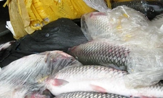 700kg cá trắm mác Trung Quốc tuồn về Hà Nội