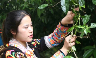 Bảo tồn 'lộc trời' nơi núi rừng biên cương