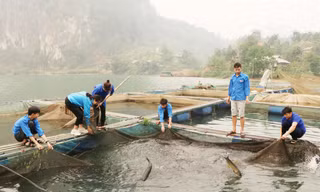 Thanh niên Lai Châu khởi nghiệp, làm giàu từ trồng trọt chăn nuôi