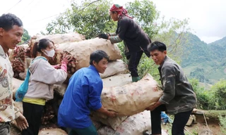 Dong riềng được mùa được giá