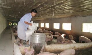 Nhiều địa phương đang đẩy nhanh tái đàn, bổ sung nguồn thịt lợn trong những tháng tới. Ảnh: Bình Phương