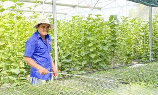 Anh Nguyễn Minh Bảo ở xã Mỹ Hiệp, huyện Phù Mỹ (tỉnh Bình Định) chăm sóc vườn dưa lưới của mình. Ảnh: Trương Định 