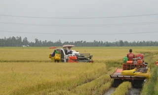  Mùa vàng trên cánh đồng lúa ở Sóc Trăng 