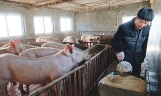 Một nông dân nuôi lợn ở tỉnh Hà Bắc, Trung Quốc. Ảnh: REUTERS 