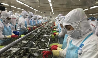 EVFTA sẽ thúc đẩy xuất khẩu thuỷ sản của Việt Nam vào EU tăng trong thời gian tới. Ảnh: Bình Phương 