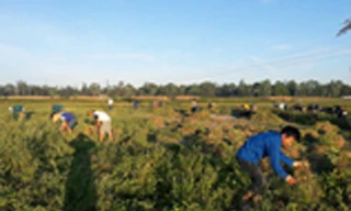 ĐVTN huyện Nghi Lộc (Nghệ An) thu hoạch lạc để gây quỹ. Ảnh: FB Huyện Đoàn Nghi Lộc