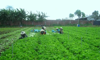 Một trang trại rau của huyện Ea Kar 