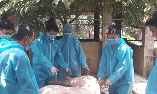 Tiêu hủy lợn bị dịch tả châu Phi tại huyện Mỹ Đức 