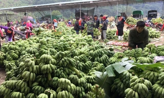 Tiểu thương Trung Quốc thu mua chuối tại chợ chuối Việt Trung 