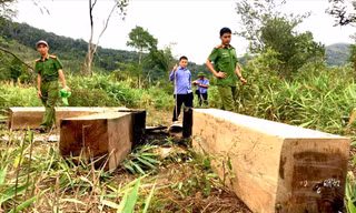 Phóng viên báo Tiền Phong dẫn lực lượng chức năng vào hiện trường vụ lâm tặc tàn phá cánh rừng giáp ranh giữa huyện Ia Pa và Kông Chro ở Gia Lai