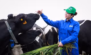 Mộc Châu Milk sẽ tăng quy mô đàn bò sữa lên khoảng 40.000 con vào năm 2025, sản lượng sữa tươi nguyên liệu đạt trên 500 tấn/ngày