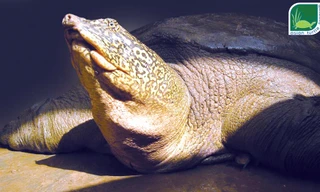 Hình ảnh mới nhất về cá thể rùa Hoàn Kiếm ở hồ Đồng Mô. Ảnh: ATP