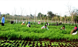 Các em ở Nhà lưu trú sắc tộc Têrêsa chăm sóc vườn rau