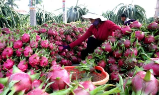 Thanh long - mặt hàng được Trung Quốc ưa chuộng. Ảnh: T.L